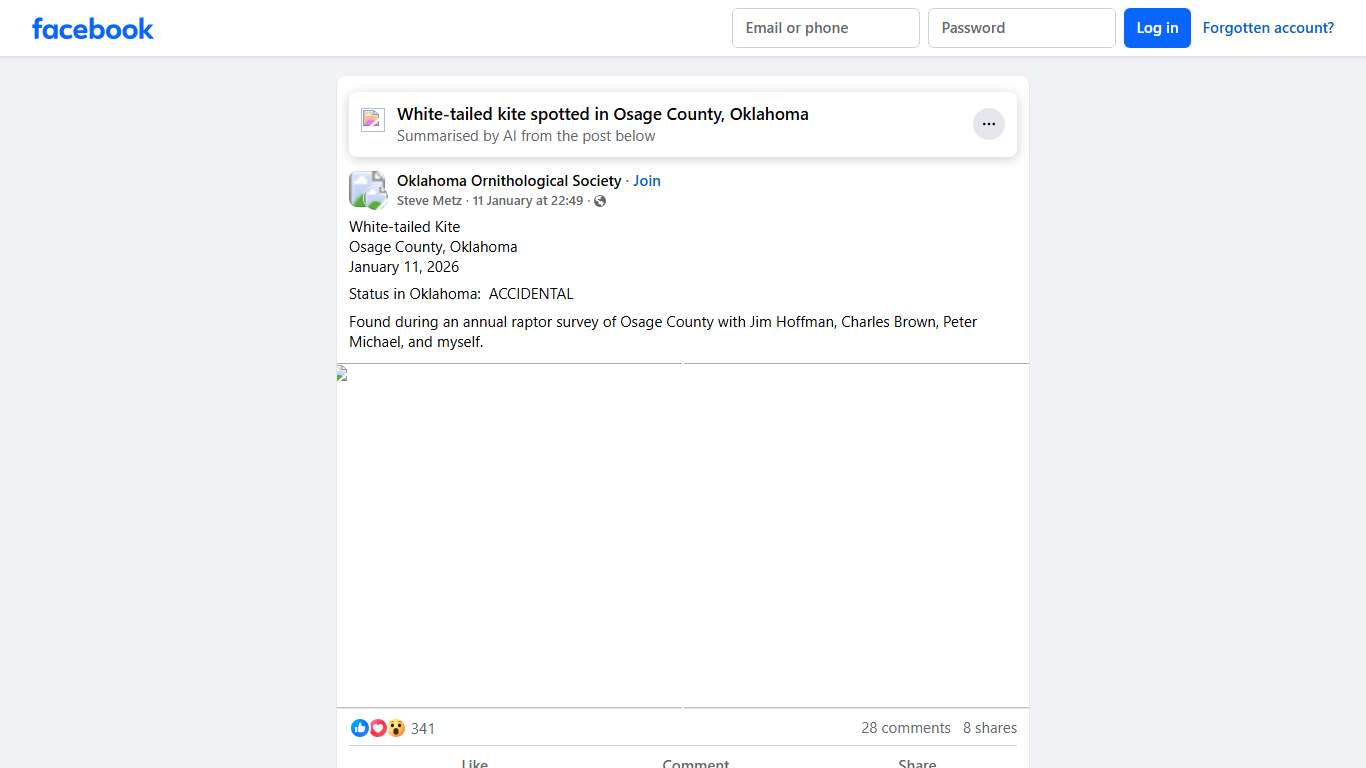 Oklahoma Ornithological Society White-tailed Kite Facebook